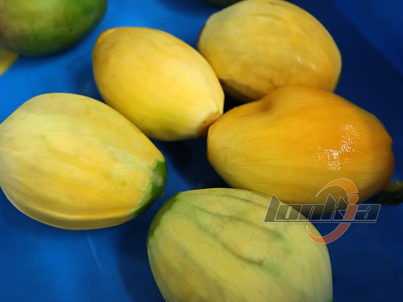 The Role of Mango Peeler Machine in Tropical Fruit Export Industry