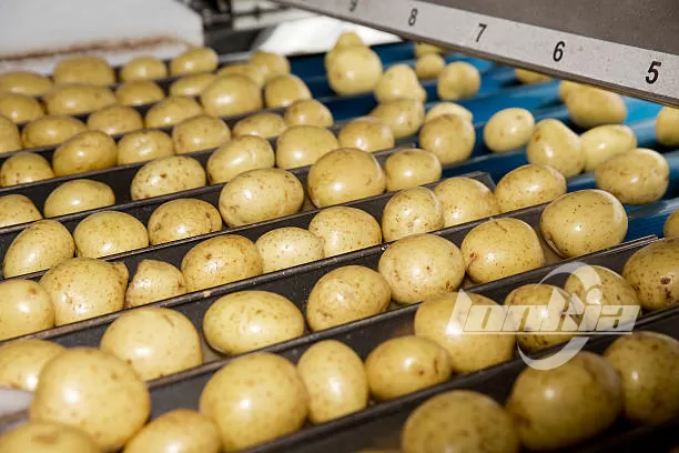 Industrial Potato Washer Buying Guide for Food Processing Plants